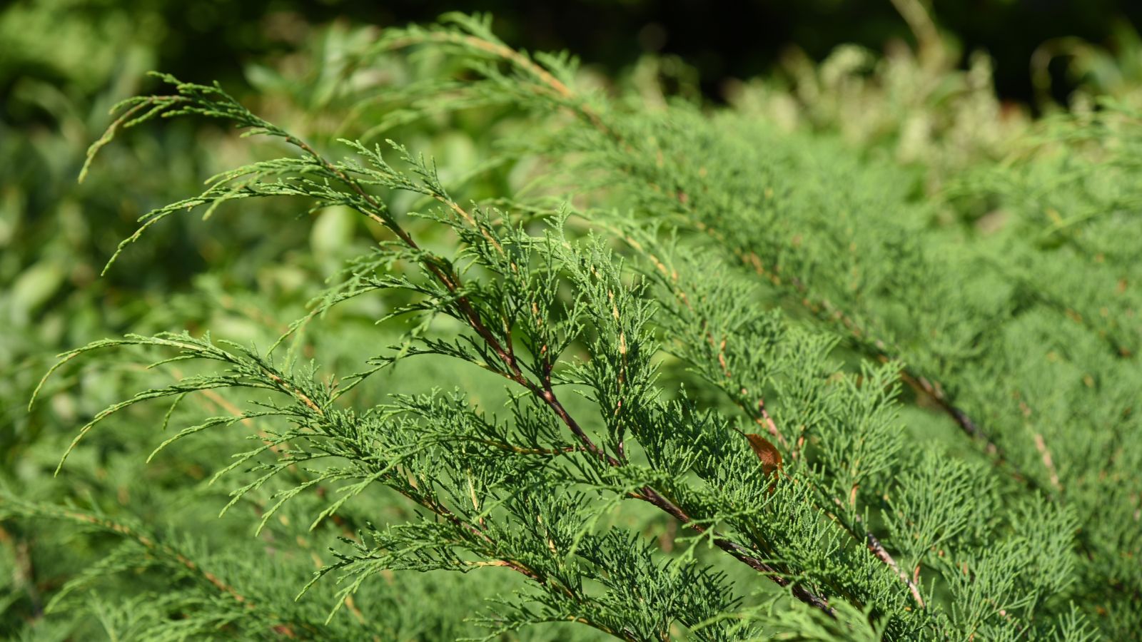 A Celtic pride plant with feathery leaves attached to thin woody stems, appearing healthy and thick placed somewhere with sun