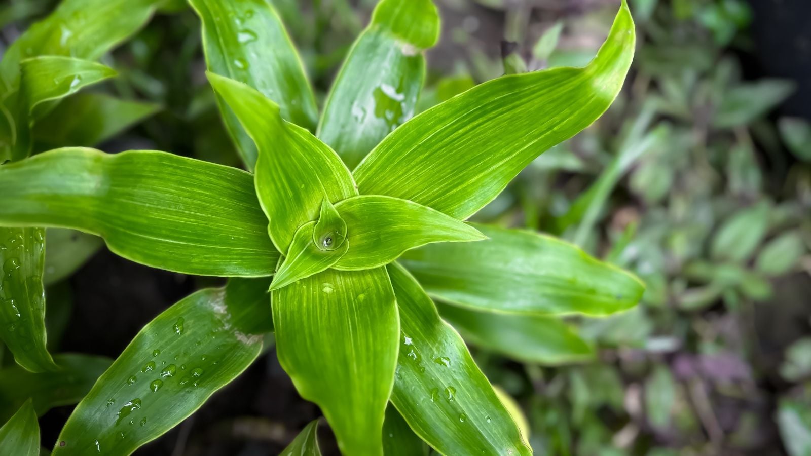 A close-up and overhead shot of vibrant green leaves of the callisia fragrans