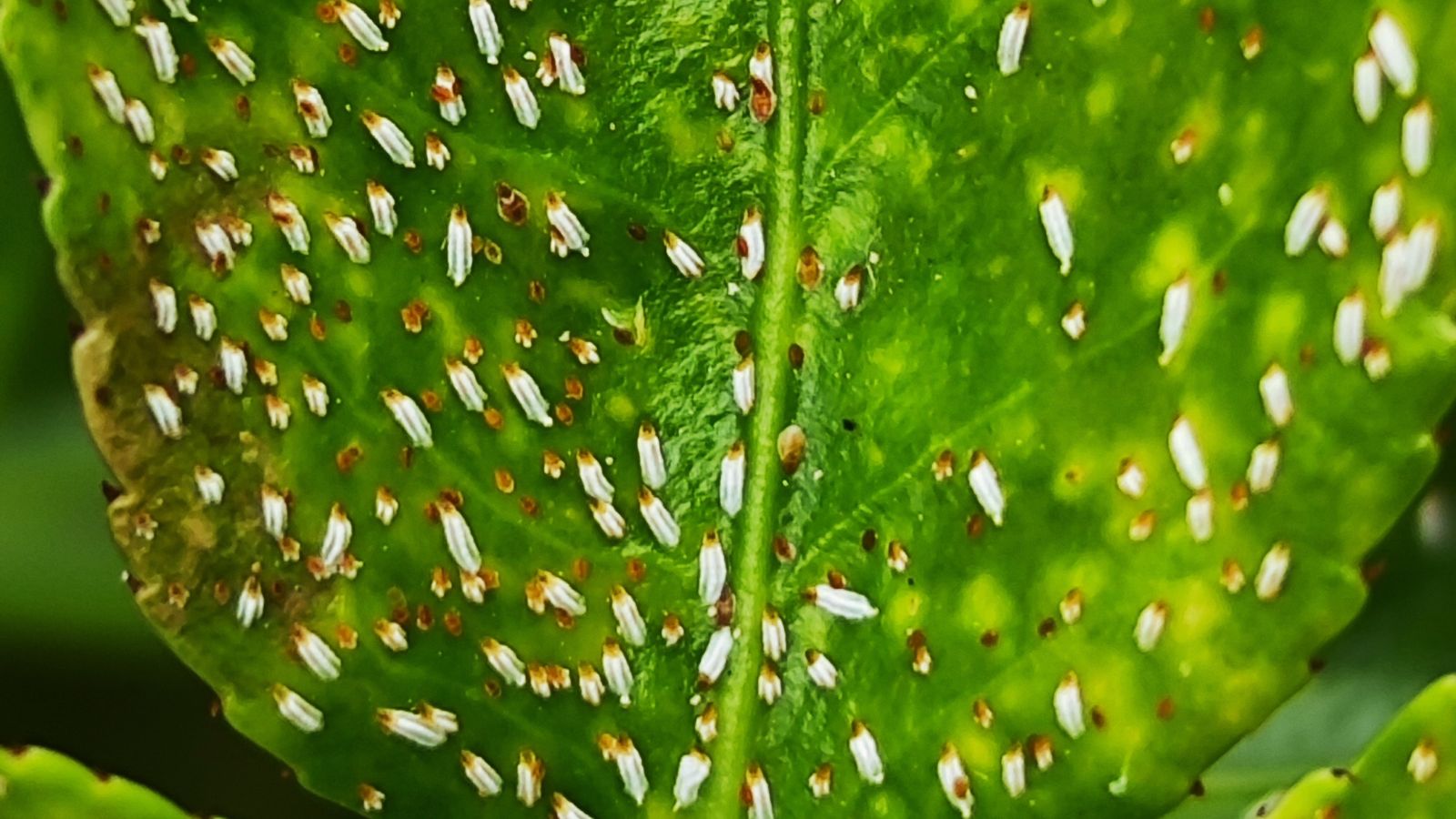 close up of scale insects on leaves
