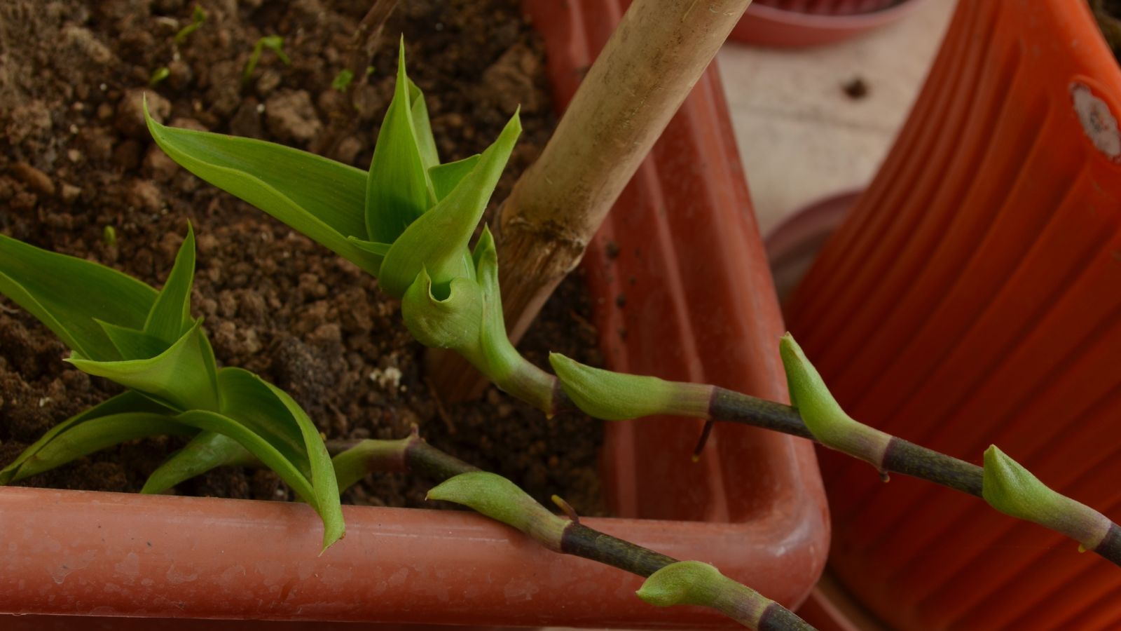 A close-up shot of a composition of cuttings of a fragrant basket plant, placed on a small pot indoors