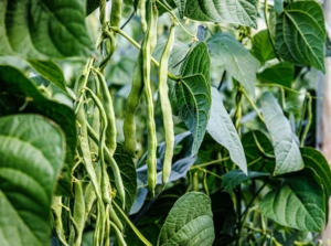 A close-up shot of a composition of dangling pods of a legume crop, featuring the pole beans