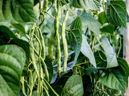A close-up shot of a composition of dangling pods of a legume crop, featuring the pole beans