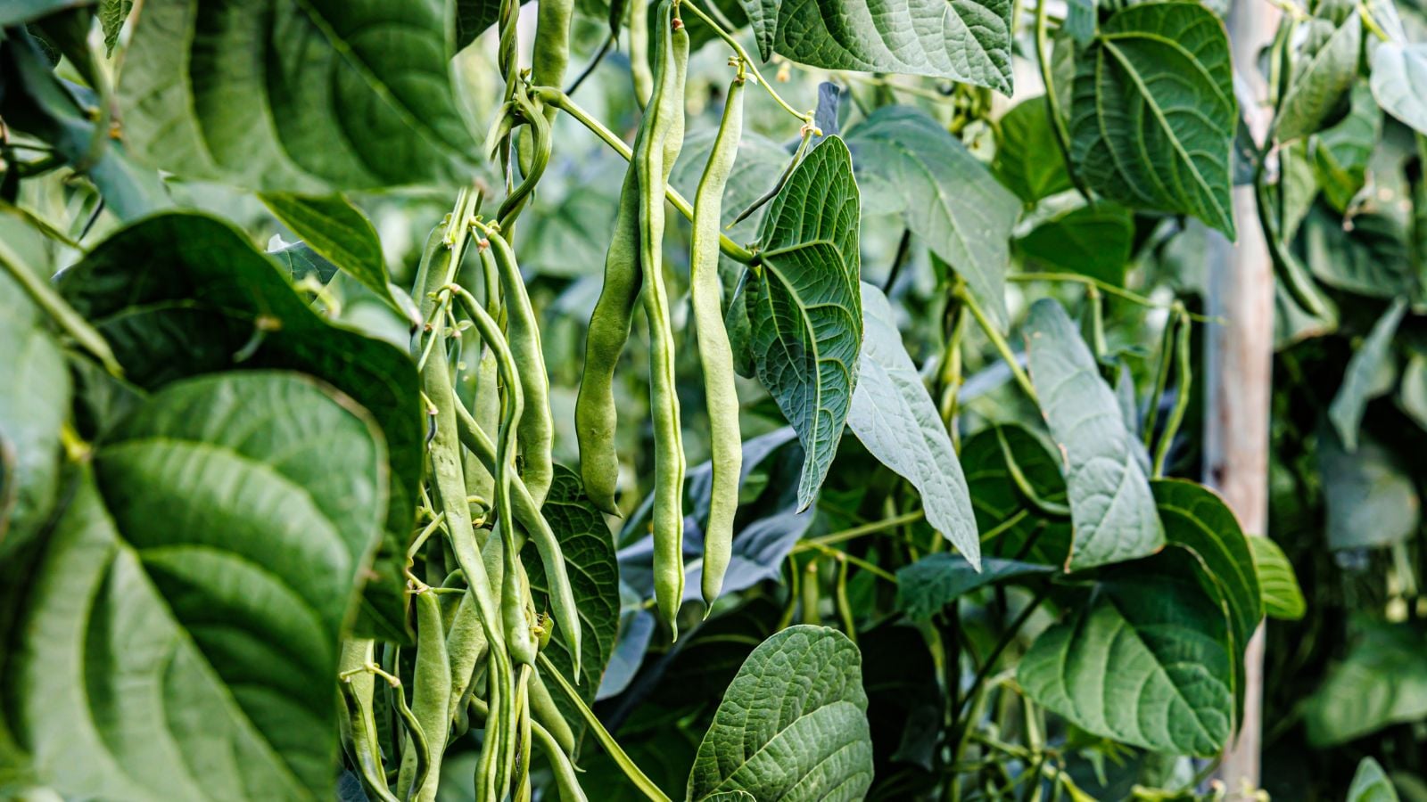 A close-up shot of a composition of dangling pods of a legume crop, featuring the pole beans