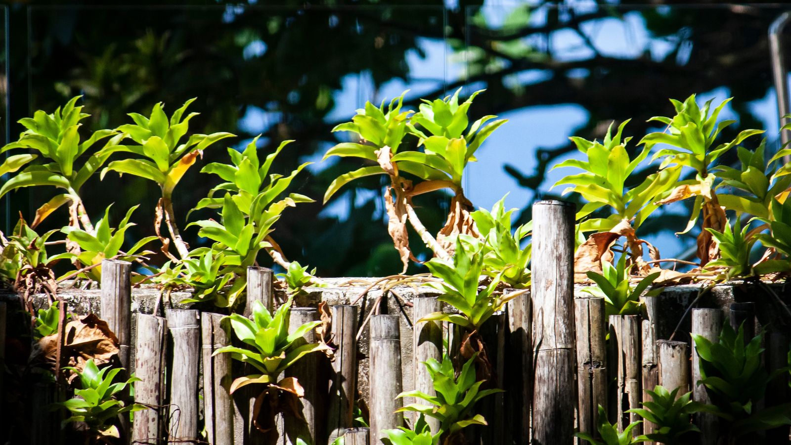 A close-up shot of a composition of fragrant basket plants, placed on a wooden fence, all basking in bright sunlight outdoors