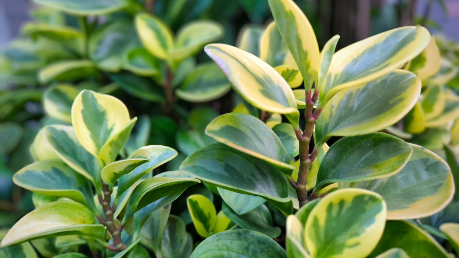A close-up shot of a composition of multi-colored leaves of a variety of houseplant called greengold