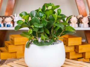 A close-up shot of a composition of small round, green leaves of a houseplant called peperomia obtusifolia