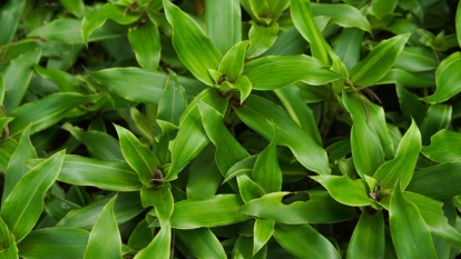 A close-up shot of a large composition of slender green leaves of the false bromeliad plant, all situated in a well lit area outdoors