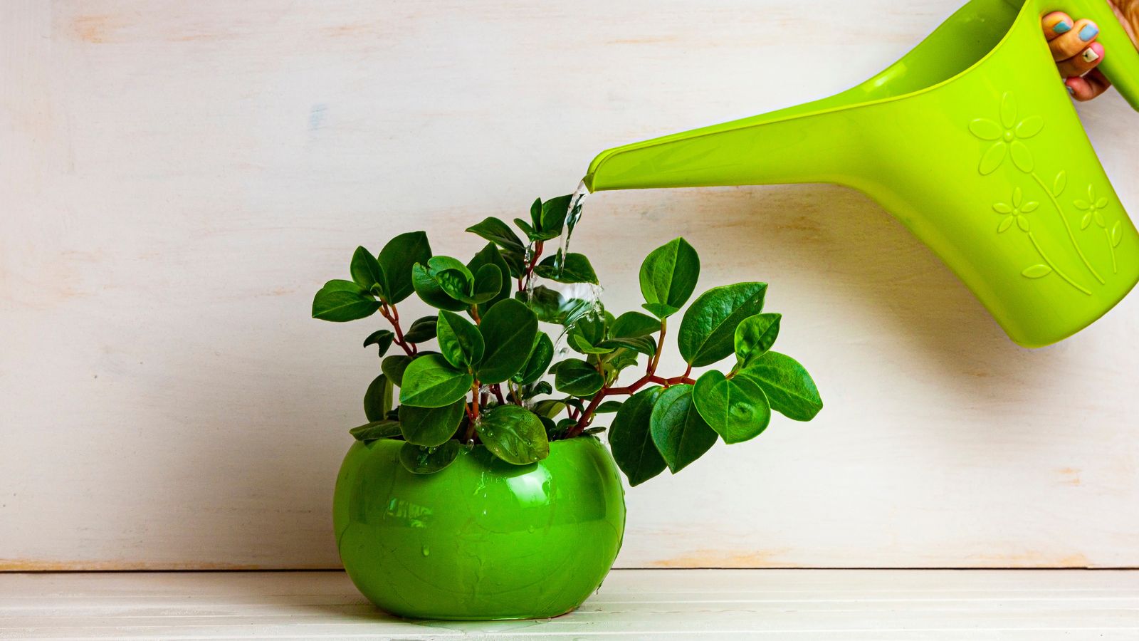 A close-up shot of a person in the process providing water to a potted houseplant using a green colored plastic watering can