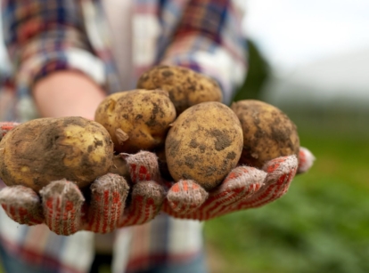 A close-up shot of a person's hand, wearing gloves holding a pile of crops, showcasing the best way of harvesting potatoes