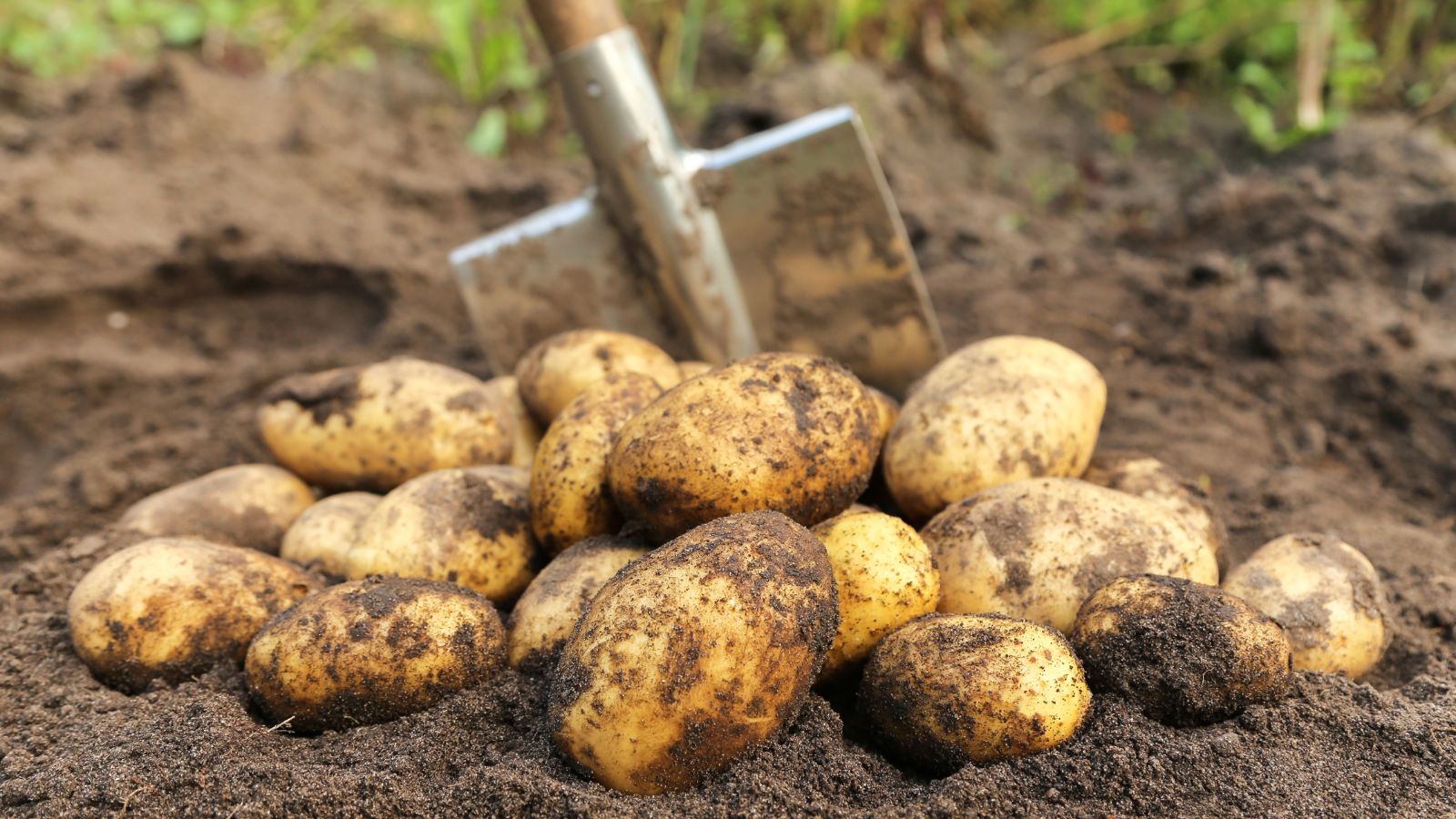 A close-up shot of a pile of freshly harvest crops, still covered in soil and placed near a spade in a well lit area outdoors