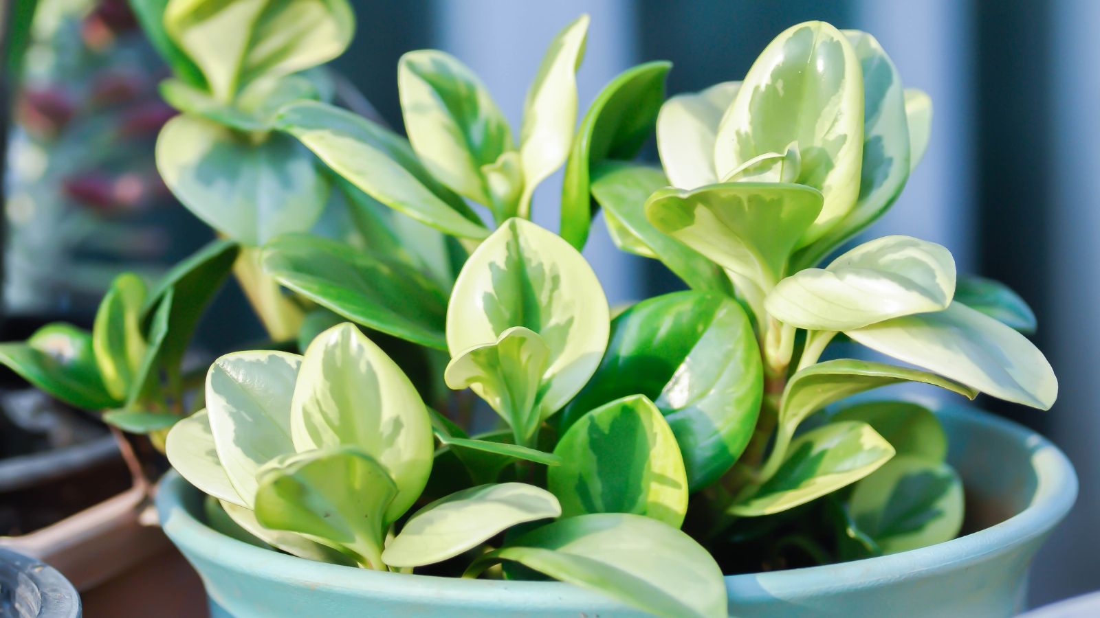 A close-up shot of a small composition of variegated leaves of a baby rubber plant, all basking in a well lit area