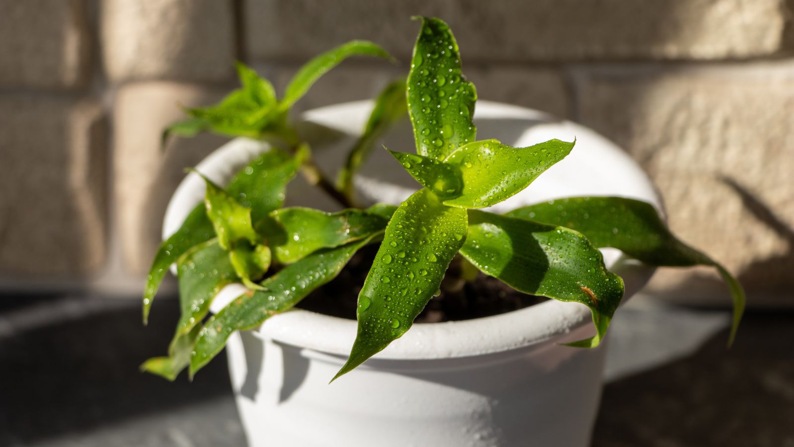 A close-up shot of a small composition of a potted fragrant basket plant