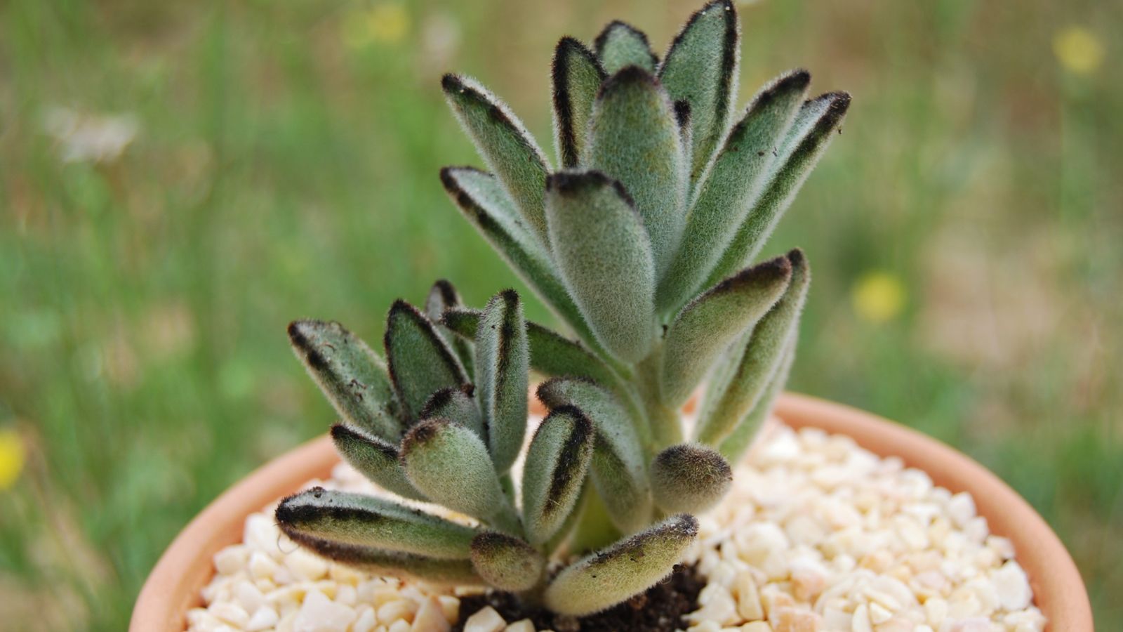 A close up shot of developing succulents known as the Panda Plant