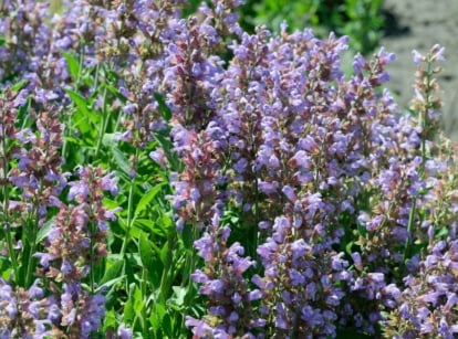 A close-up shot of several blooming salvia sonomensis