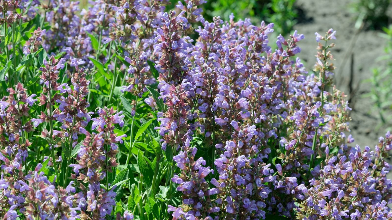 A close-up shot of several blooming salvia sonomensis