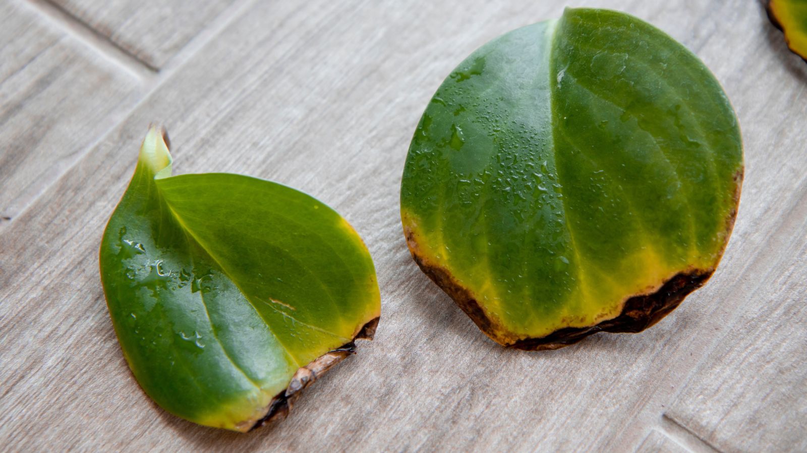A close-up shot of several fallen diseased leaves of a houseplant, placed on a wooden surface indoors