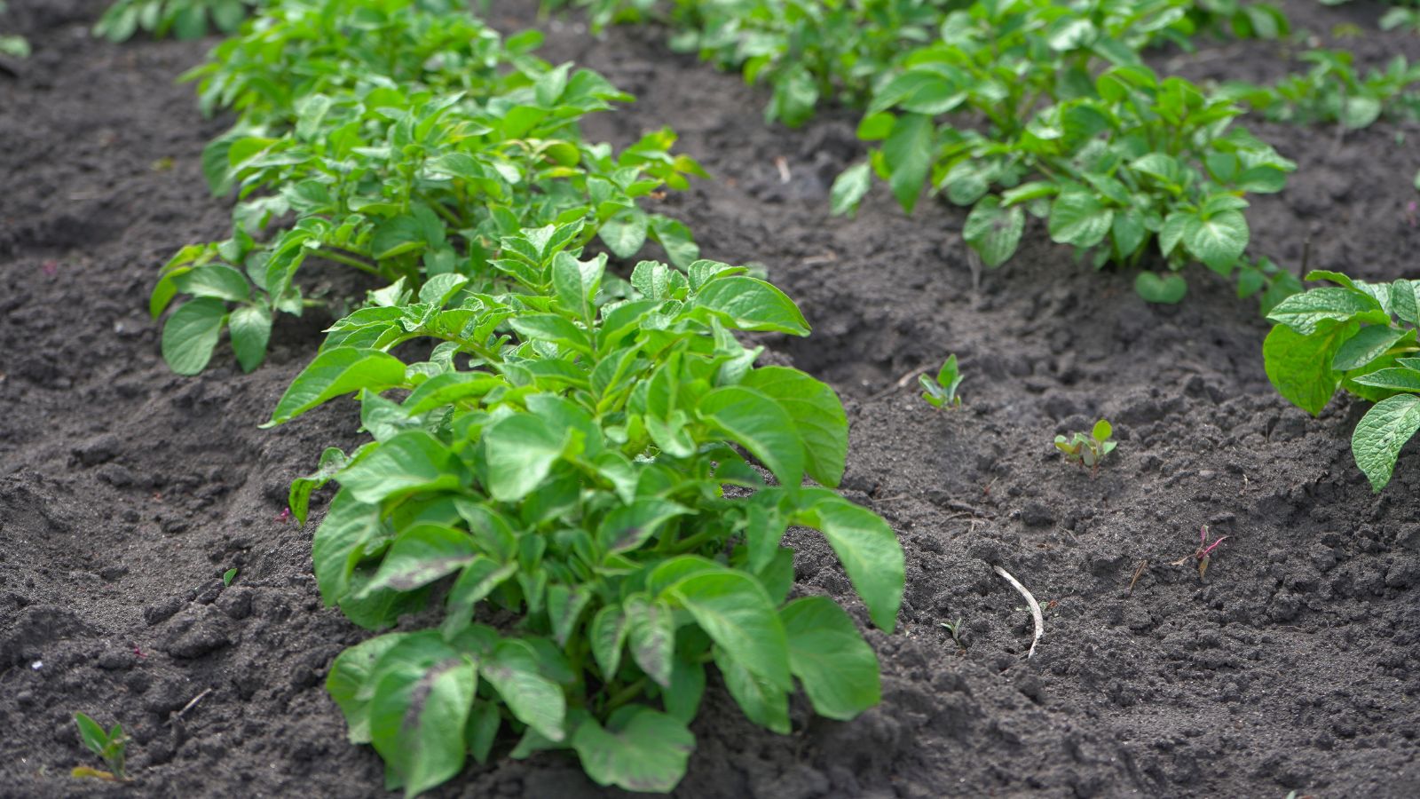 A close-up shot of several rows of developing root crops, placed in rich soil