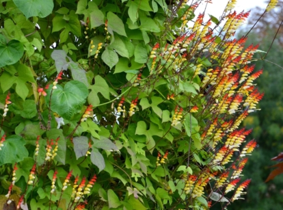 A close-up shot of the Mina lobata plant