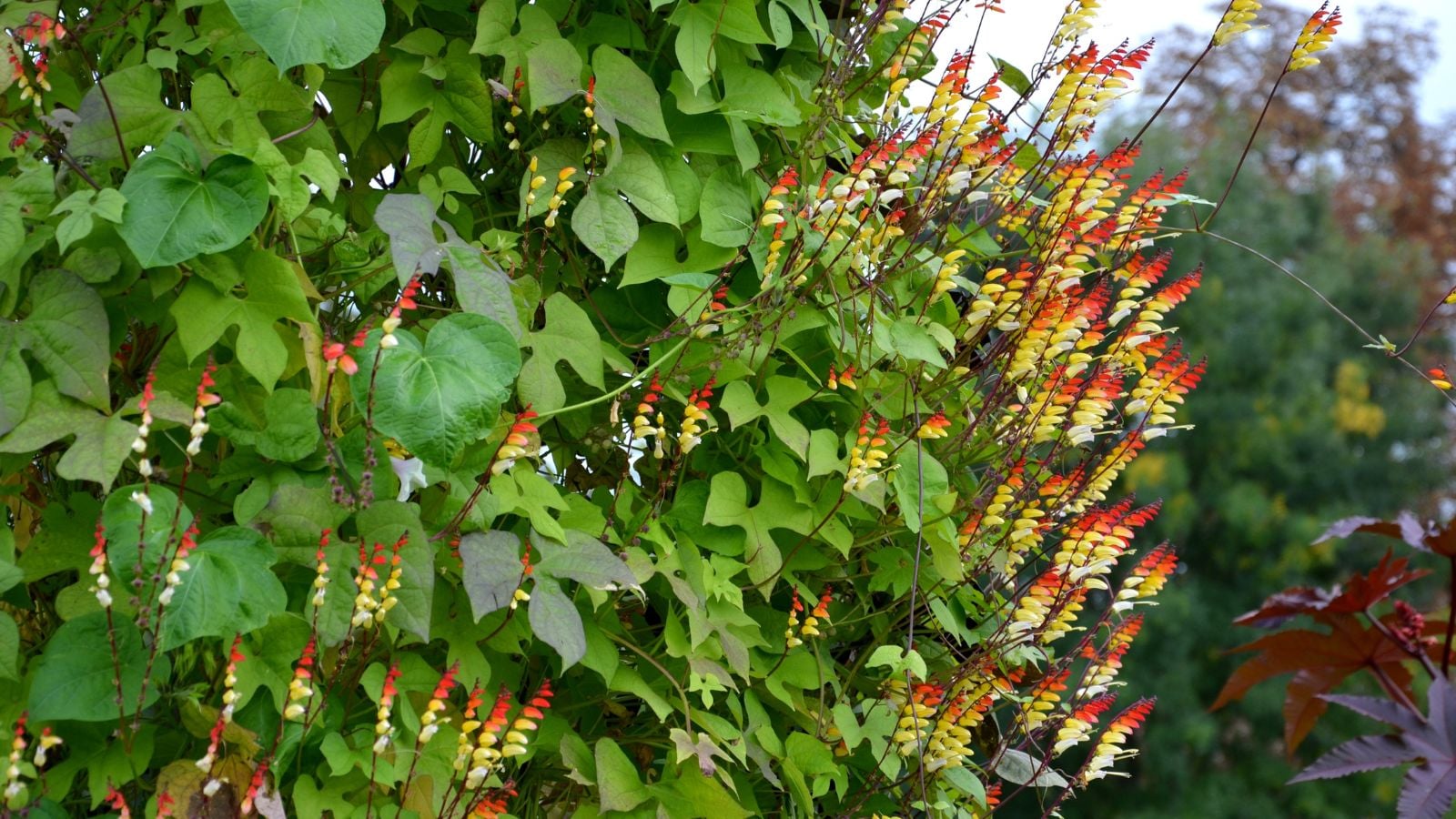 A close-up shot of the Mina lobata plant
