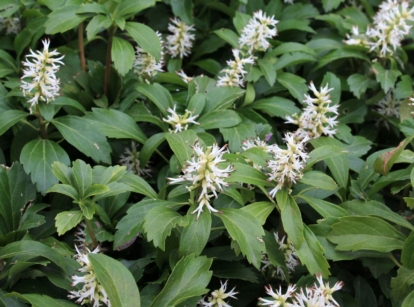 A close-up shot of the Pachysandra Terminalis ground cover plant