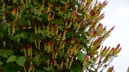 A close-up shot of the firecracker vine showcasing its unique colors in a well lit area outdoors