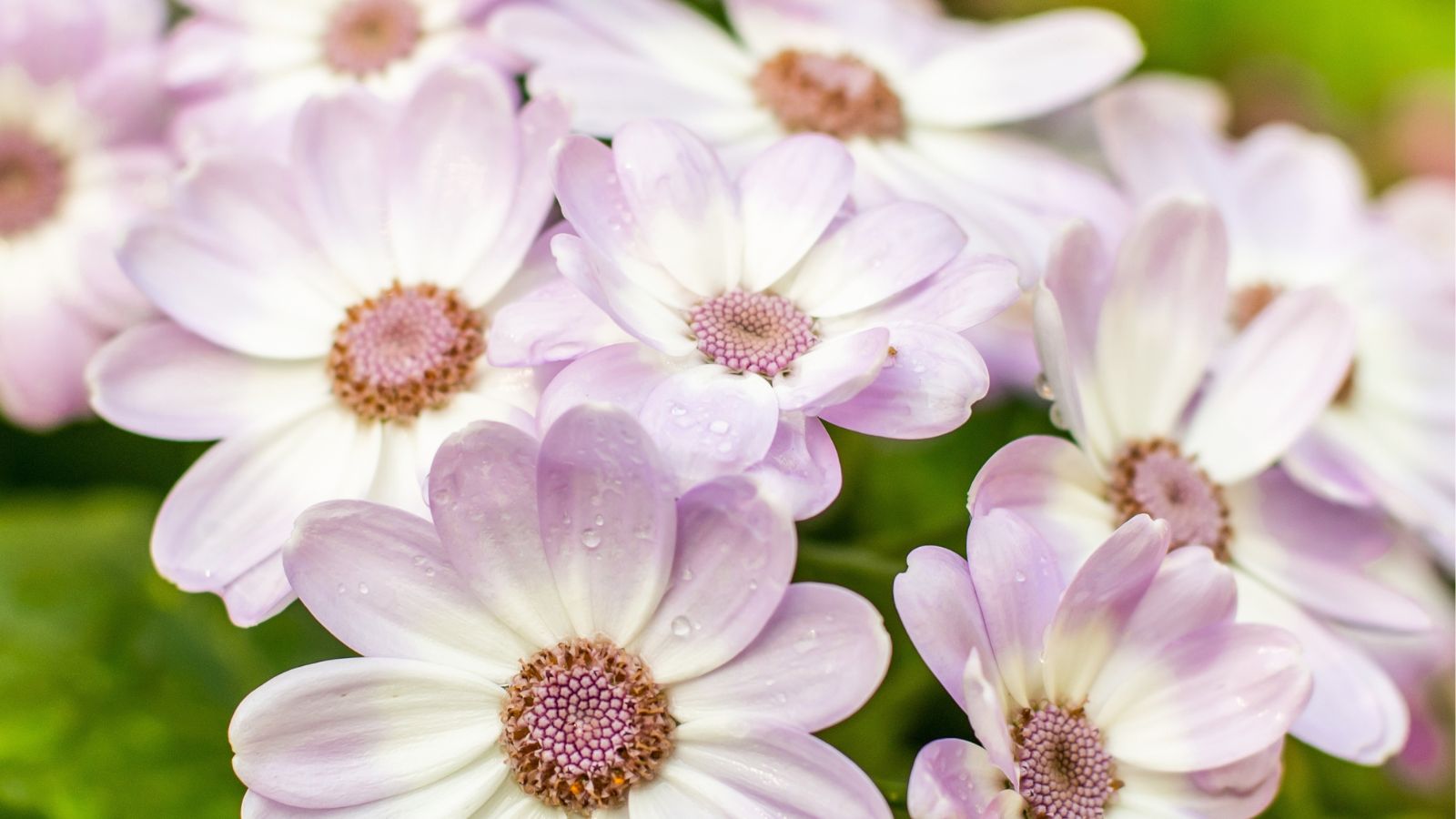 A closeup shot of pale pink Pericallis x. hybrida blooms appearing almost light purple under the bright sunlight