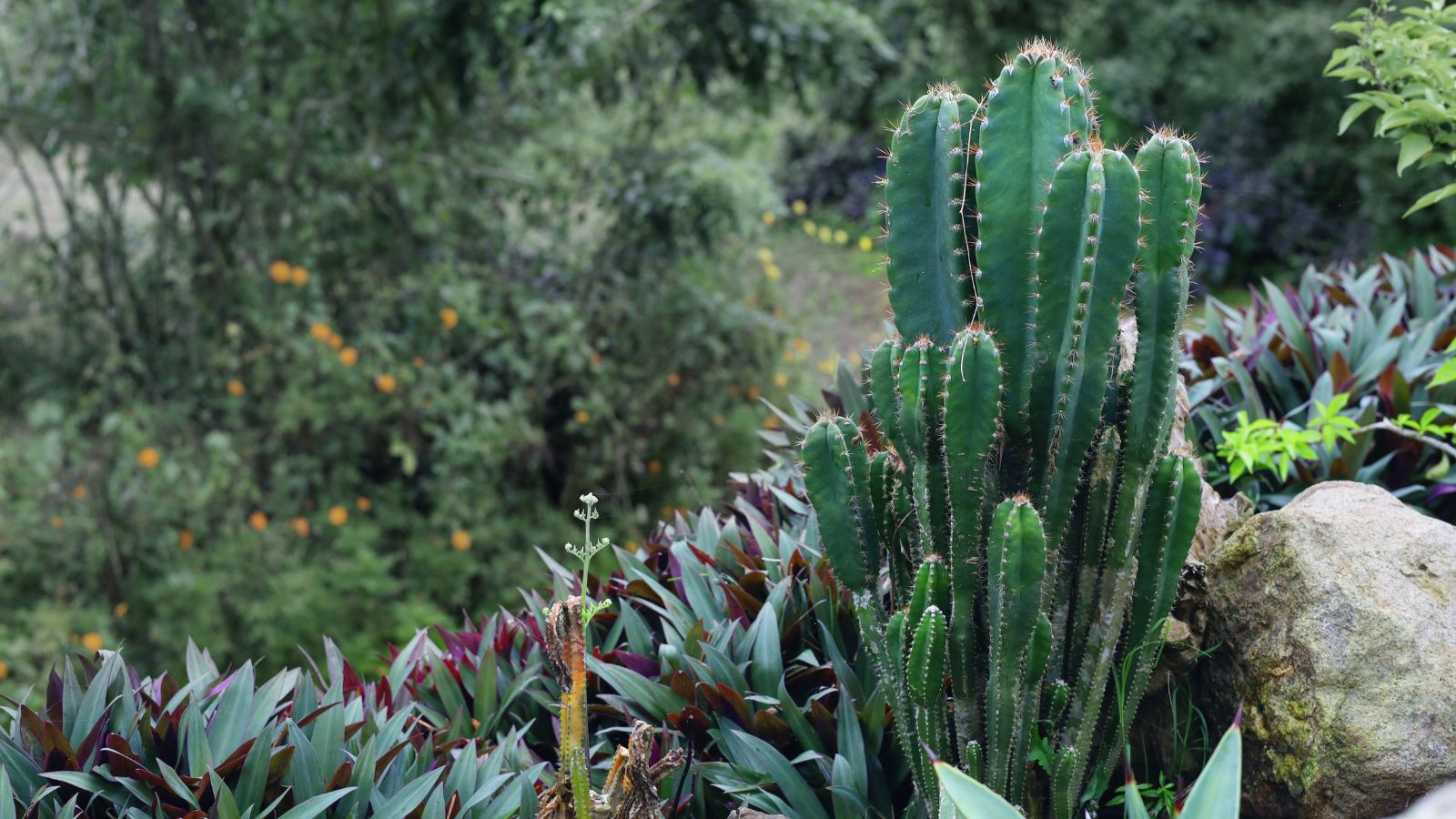 A deep green Cereus peruvianus placed on a rocky ledge appearing strong and sturdy with other plants in the background