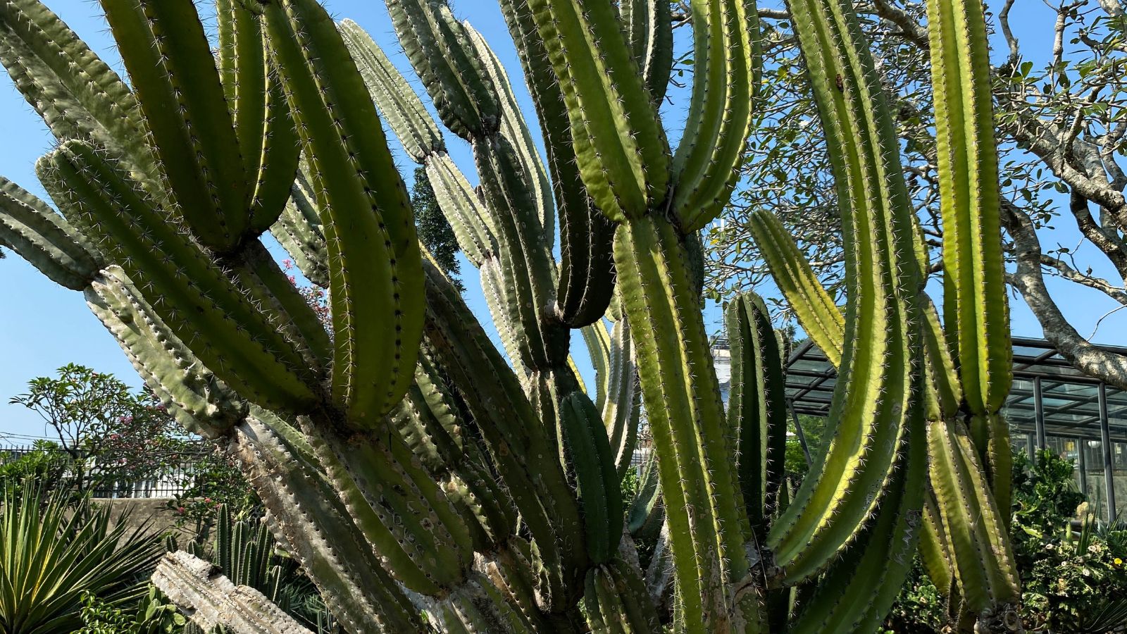 A large and sturdy Cereus peruvianus plant appearing strong and tall with big plant parts and spines