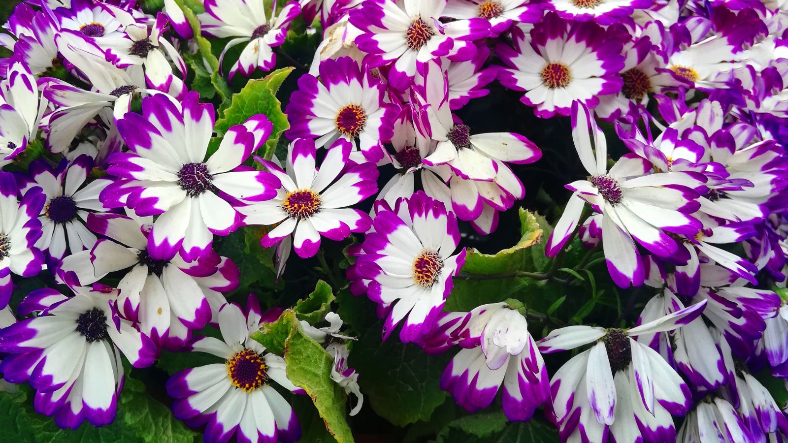 A lush layer of Pericallis x. hybrida blooms having white petals with deep purple ends, surrounded by bright green leaves