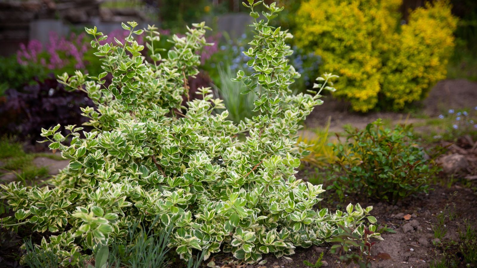 A shot of a developing shrub of a flowering plant, placed on rich soil alongside other developing plants and flowers, all situated in a well lit garden area.