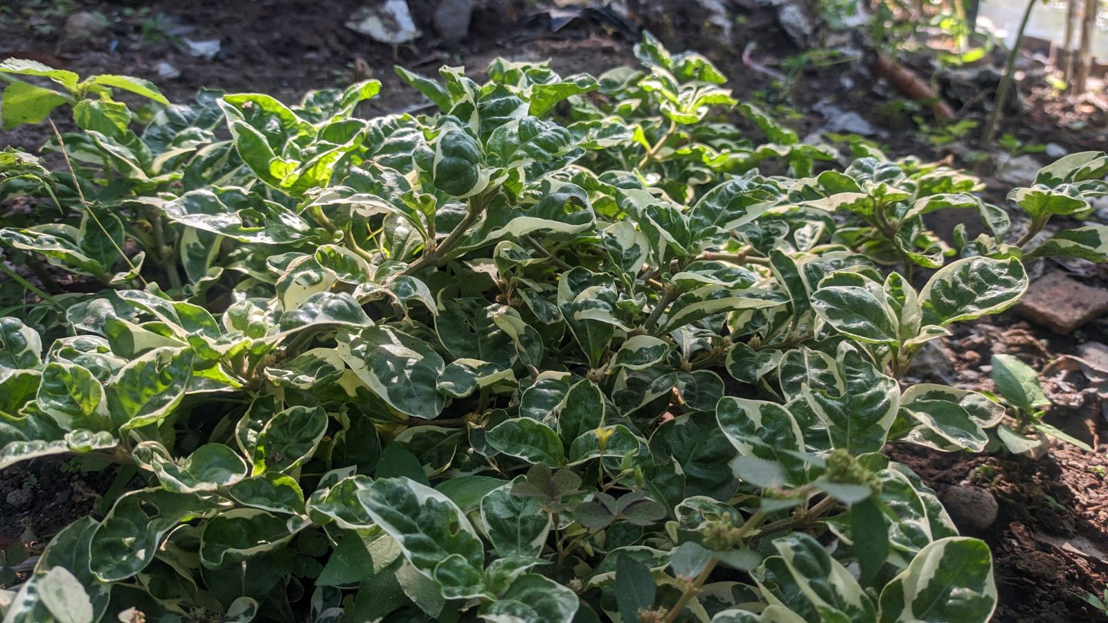 A shot of a developing flowering plant on soil ground in a well lit area outdoors