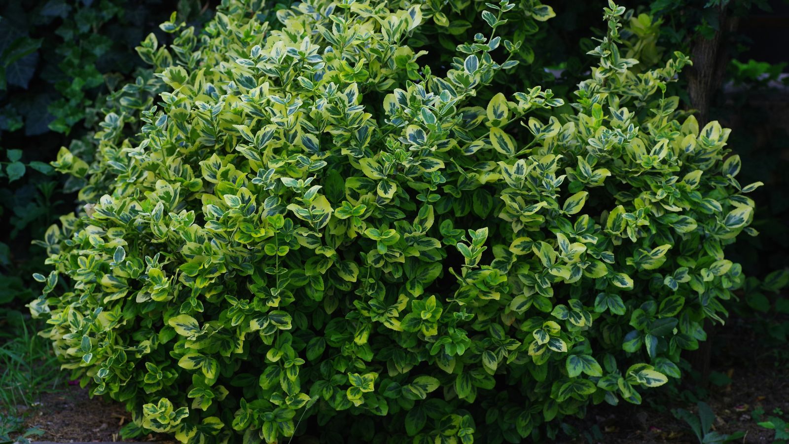 A shot of a developing shrub of a flowering plant in a well lit area