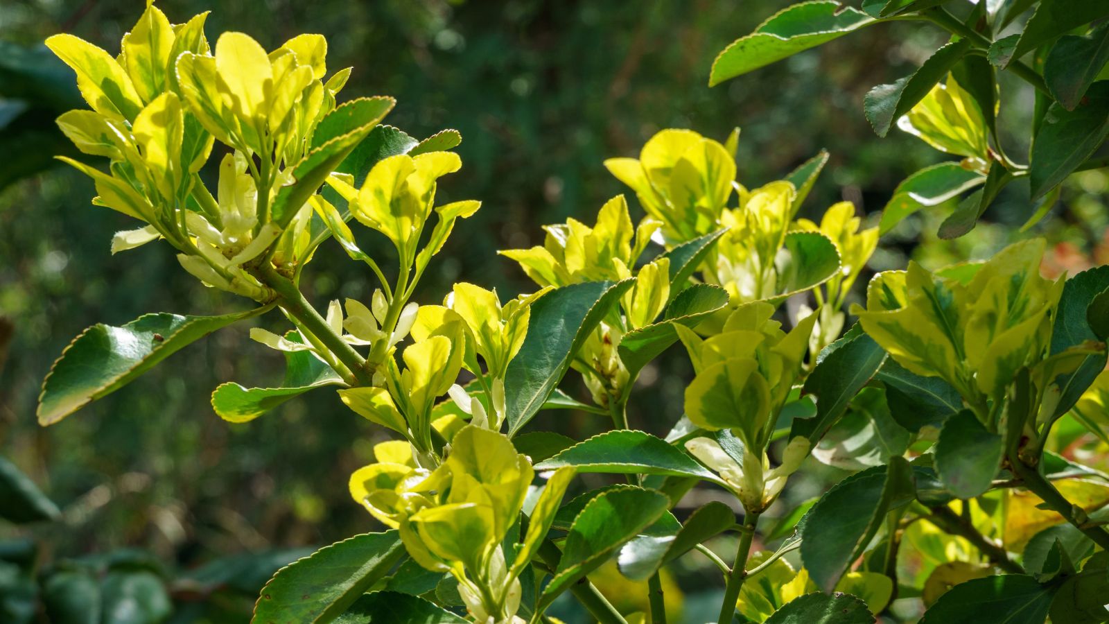 A shot of a growing shrub showcasing its leaves in a well lit area outdoors