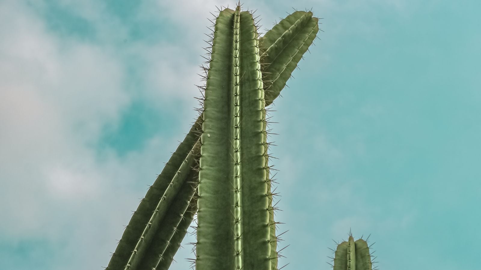 A tall cereus peruvianus appearing strong and thick with the shot taken from below with the clear sky in the background
