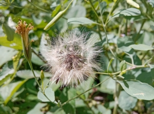 An overhead and close-up shot of a papalo herb