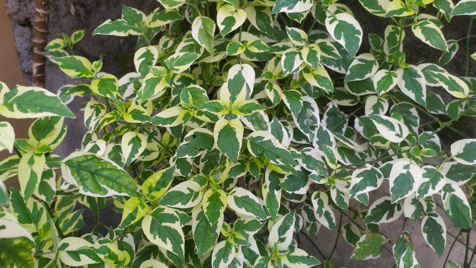 An overhead shot of a plant showcasing its leaves with unique patterns, all placed in a well lit area outdoors