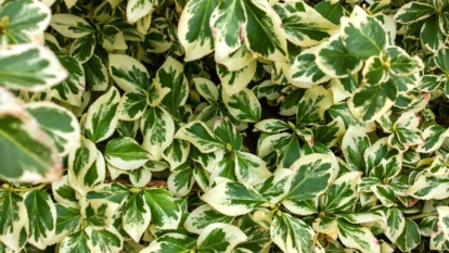 An overhead shot of developing flowering plants in a well lit area