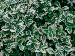 An overhead shot of the wintercreeper