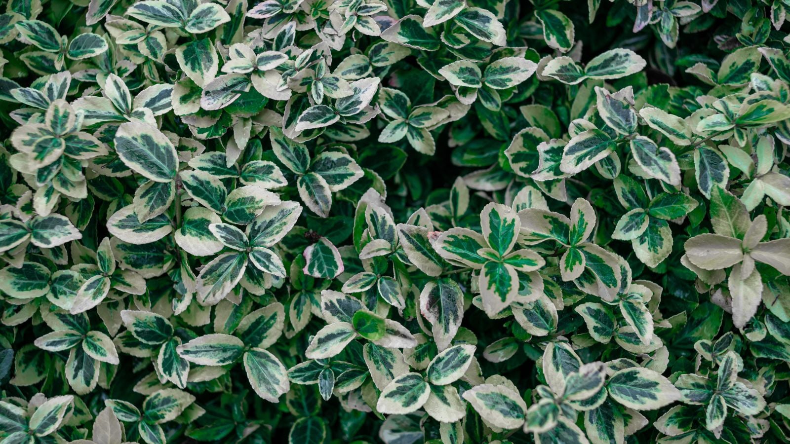 An overhead shot of a large composition of green leaves with creamy-white edges, called the Winter Creeper