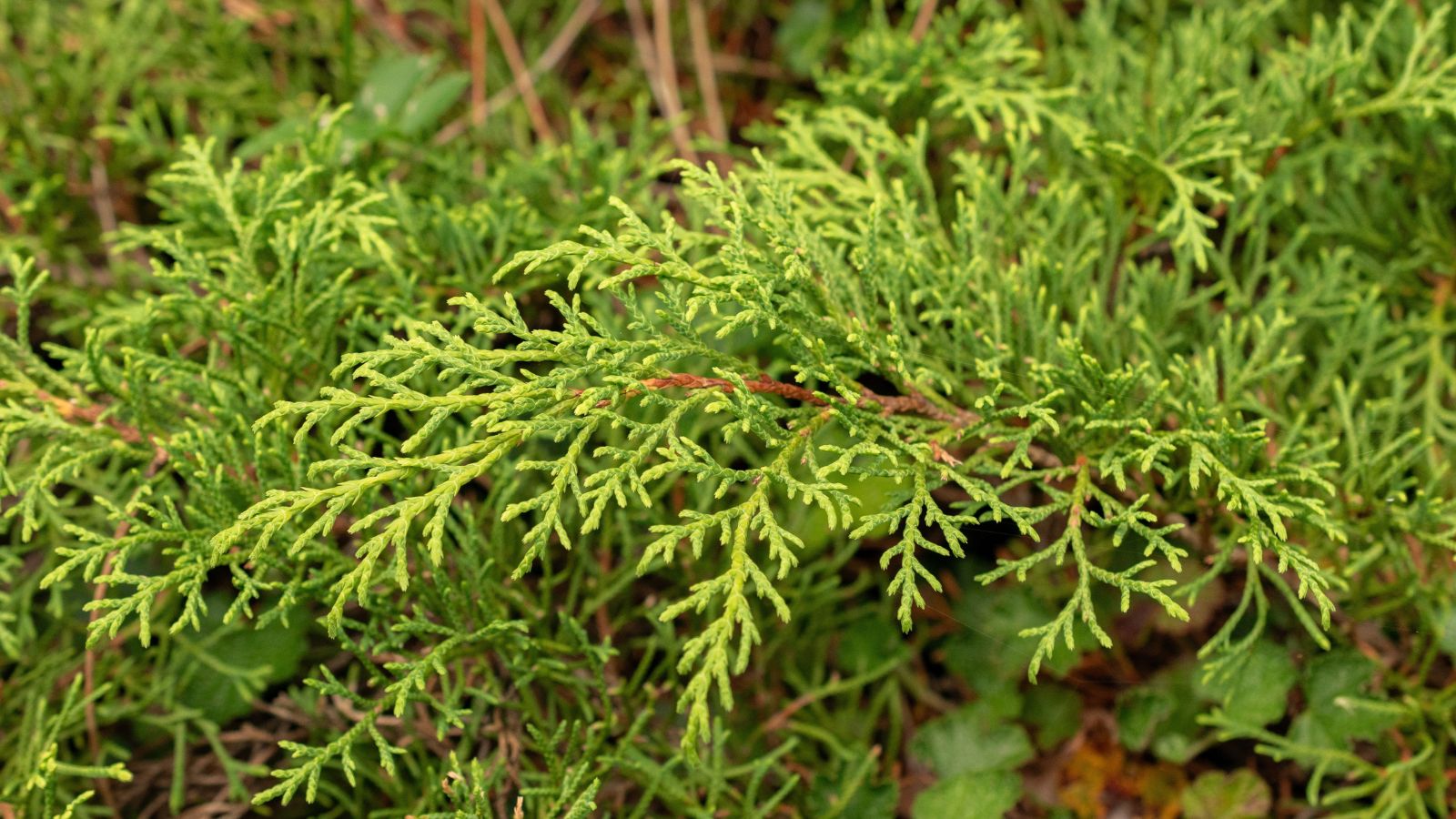 Bright green leaves of the Siberian carpet cypress, having many woody stems that have a dark brown color with greens in the background