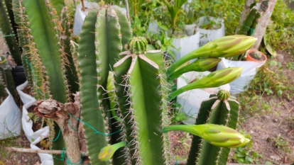 Cereus peruvianus appearing to have sturdy forms with a vibrant green color and countless spines along the plant placed outdoors