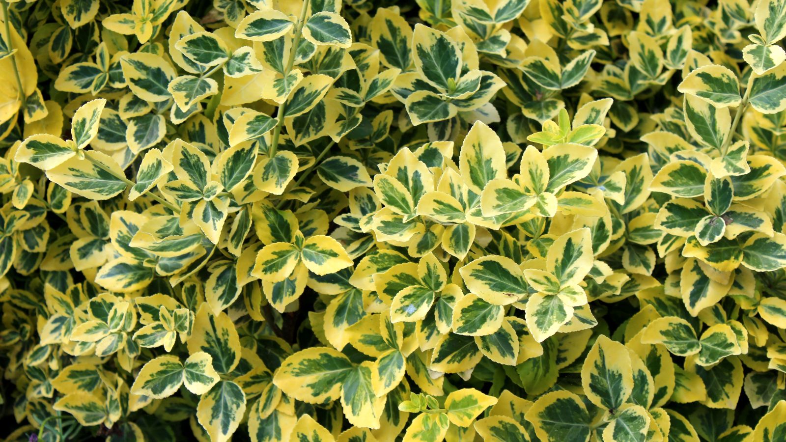 An overhead shot of the Euonymus fortunei ‘Canadale Gold’ variety of flowering plant, showcasing their gold margins in its leaves.