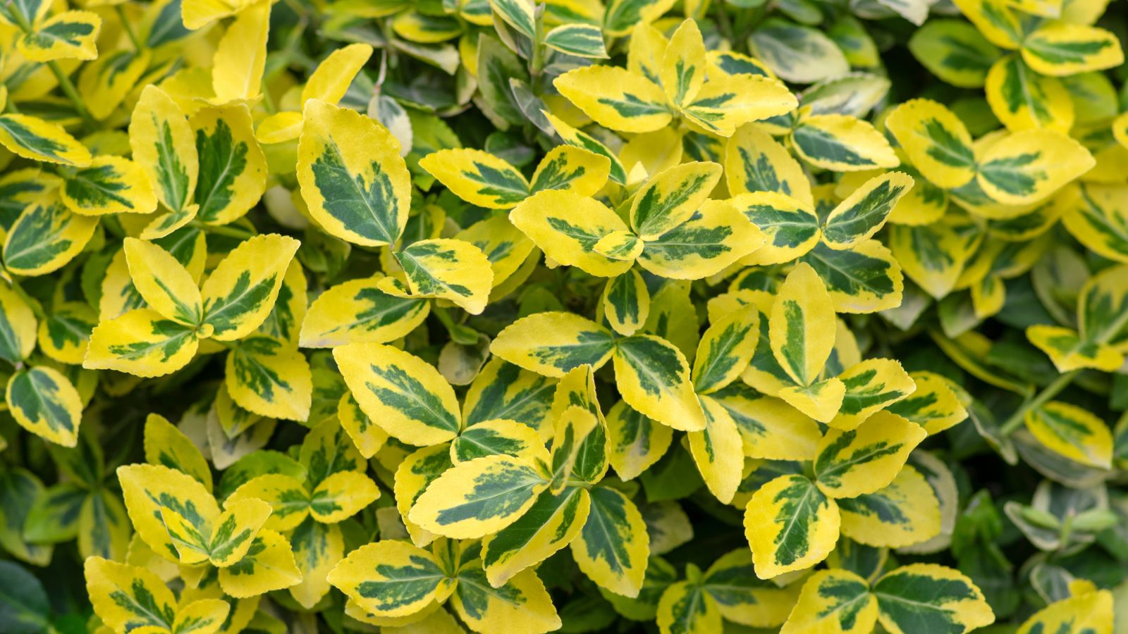 A close-up shot of the Euonymus fortunei ‘Emerald ’n Gold’ variety, showcasing its vivid colored leaves in a well lit area outdoors