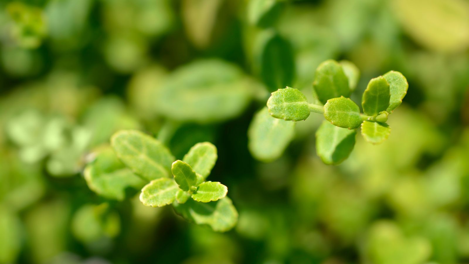 A close-up, macro shot of the Euonymus fortunei ‘Minimus’, showcasing its tiny leaves in a well lit area outdoors