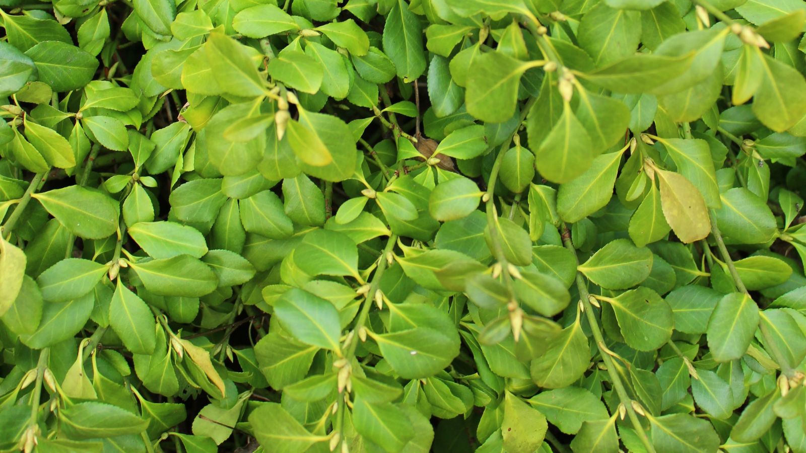 An overhead and close-up shot of the Euonymus fortunei ‘Vegetus’ variety of flowering plants. Showcasing its vivid green leaves in a well lit area outdoors