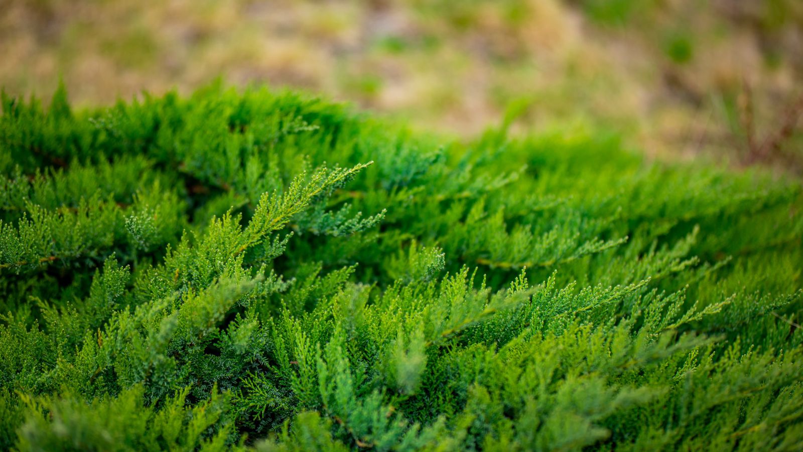 Healthy Siberian carpet cypress with deep green leaves, with each piece growing horizontally with the ends pointing slightly upward