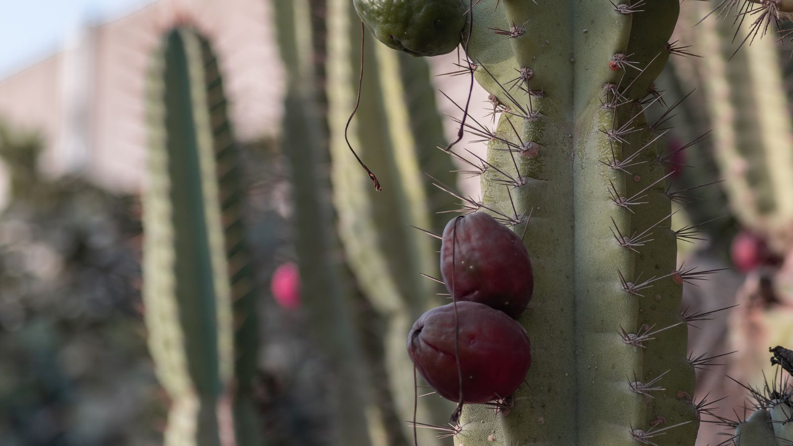 Lovely Cereus peruvianus fruits attached to the thick stem, with the fruits appearing round and red with uneven forms