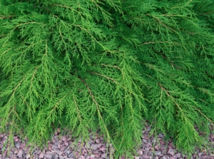 A lovely looking Microbiota decussata with thick leaves looking vivid green having think woody stems