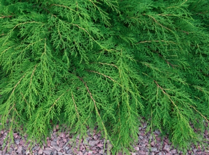 A lovely looking Microbiota decussata with thick leaves looking vivid green having think woody stems
