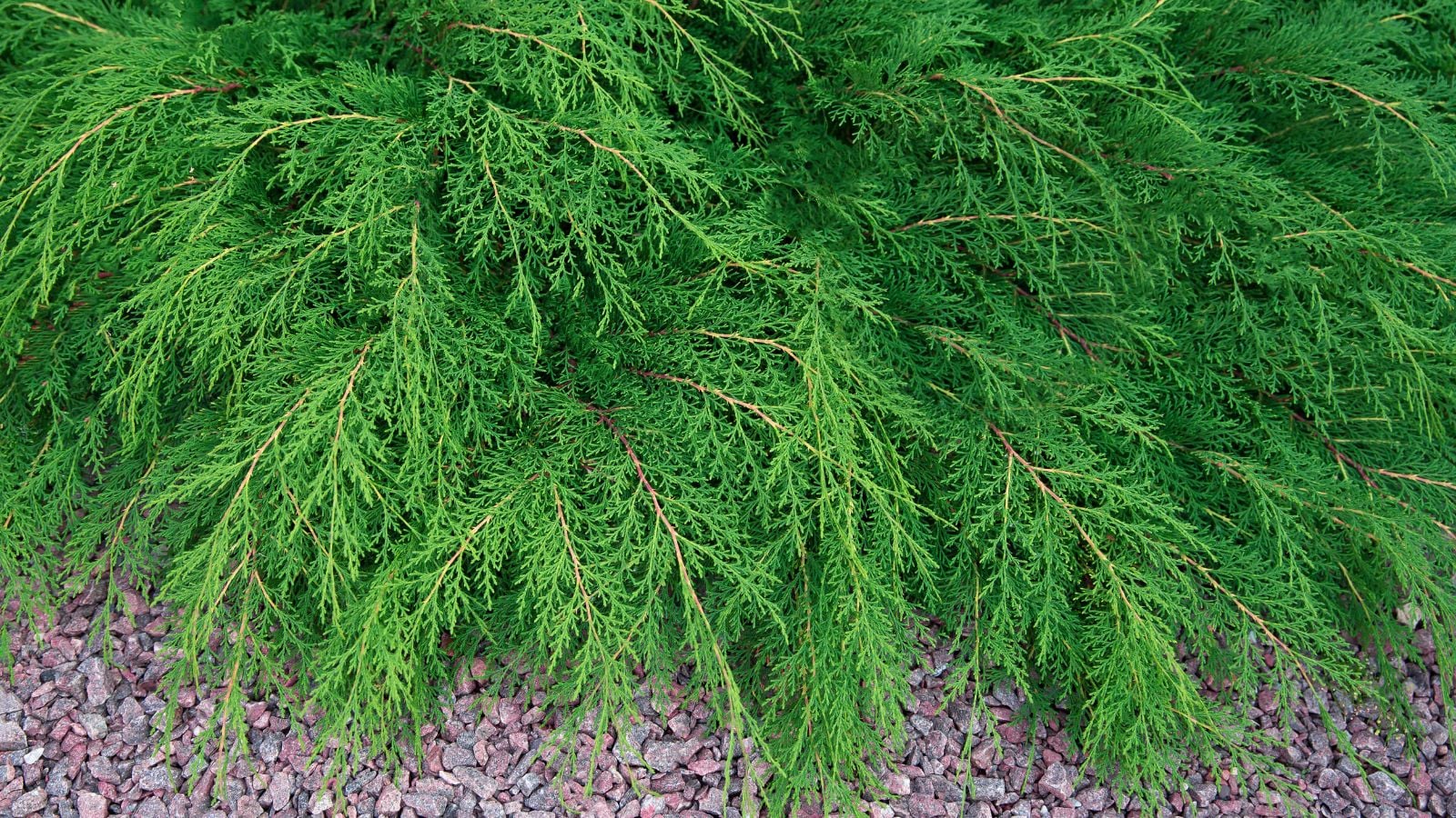 A lovely looking Microbiota decussata with thick leaves looking vivid green having think woody stems